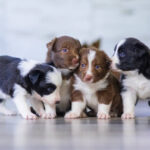 Are all puppies born with blue eyes?